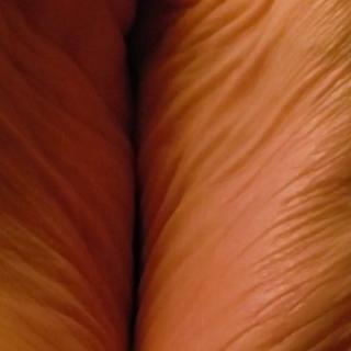 FEET FEET FEET bundle by Scarlett Jade