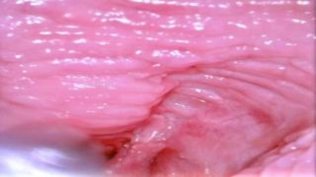 Vagina Sensations Map video from Adulting