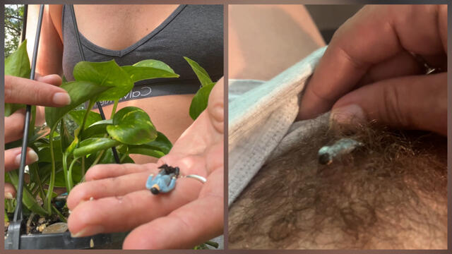 Giantess Finds Tiny Man Outside & Brings Him Indoors For Some Fun video