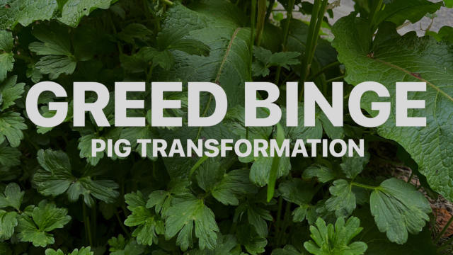 Greed Binge ((pig transformation) video from Enchantress