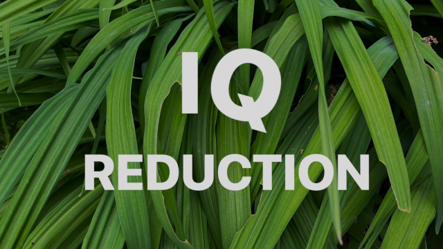 IQ Reduction video from Enchantress