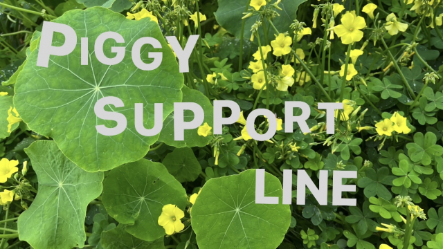 Piggy Support Line video from Enchantress