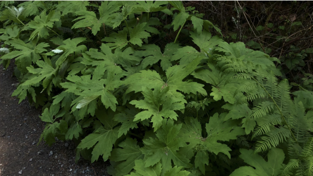 Your Piggy Purpose video from Enchantress