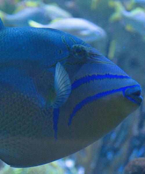 Gim Von Gamete contest photo