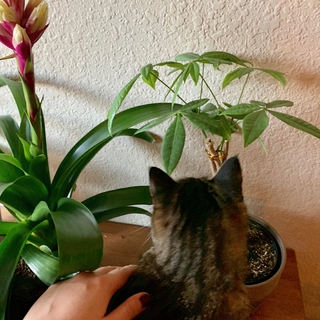 Cute Asian Princess Hand photo gallery by Jen Q