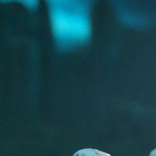 Live Demo Model photo