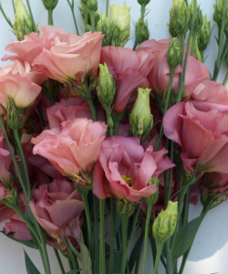 Lizzy Liebling at APClips.com