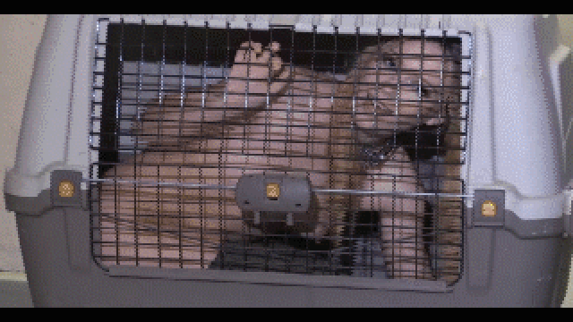 pets at home video from Lolicoon