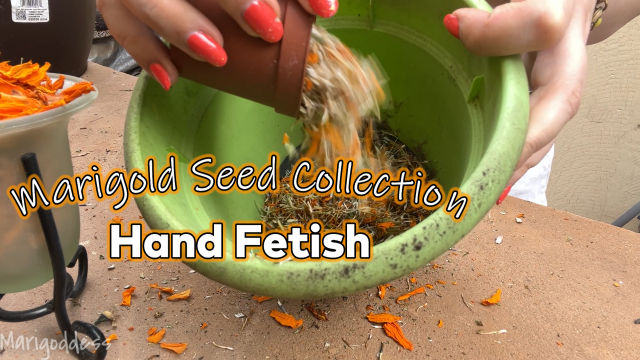 Marigold Seed Collection Hand Fetish video from Marigoddess